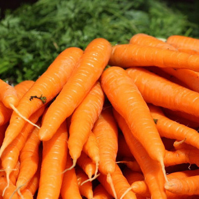 Морковь Бриллианс F1 фото 2