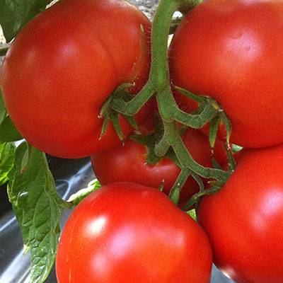 Семена томатов Аджилис F1 фото 2