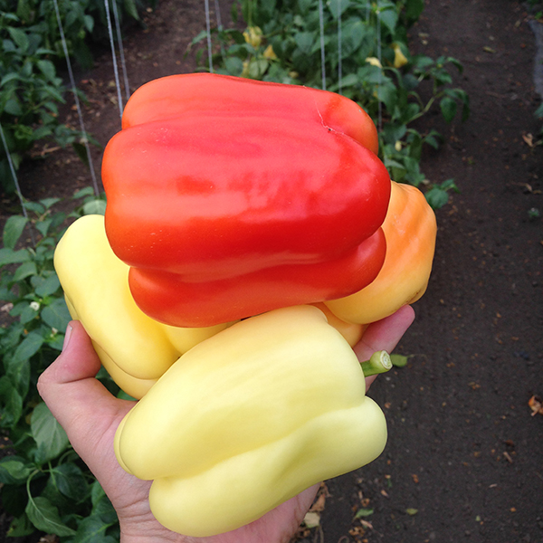 Семена перца Оида F1  фото 2