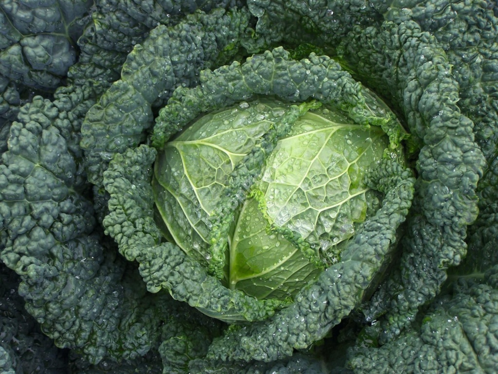 Капуста белокочанная Савойская Мелисса F1 фото