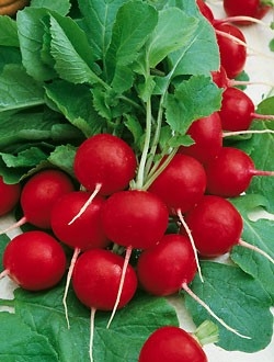 Редис Цезарь F1 фото 2