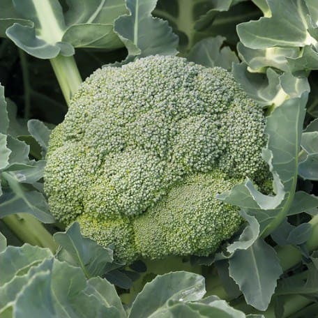 Семена брокколи Стирлинг  F1 фото 2