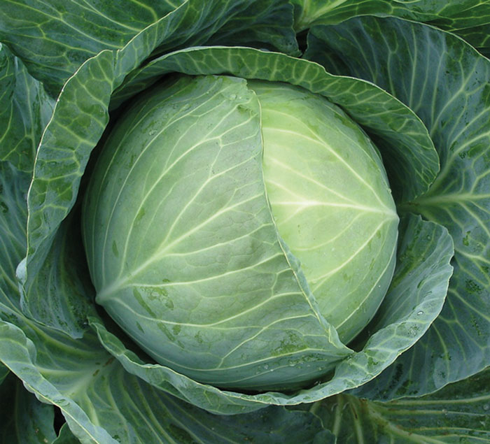 Капуста белокочанная Гигант F1 фото