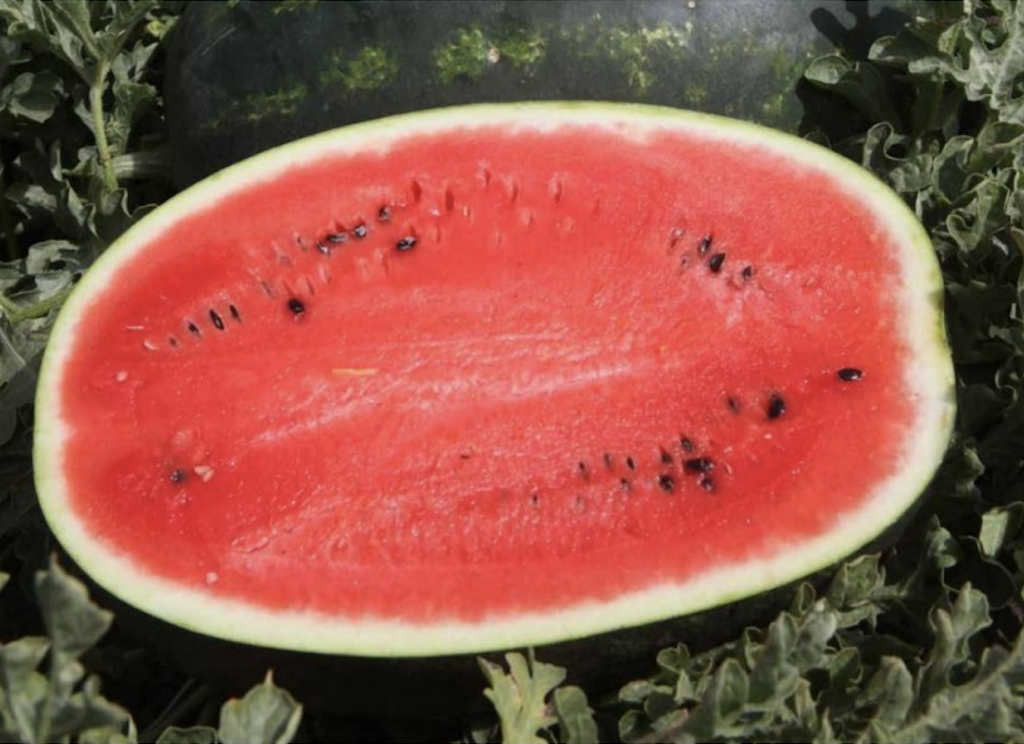 Семена арбуза Мирсини F1 фото 2