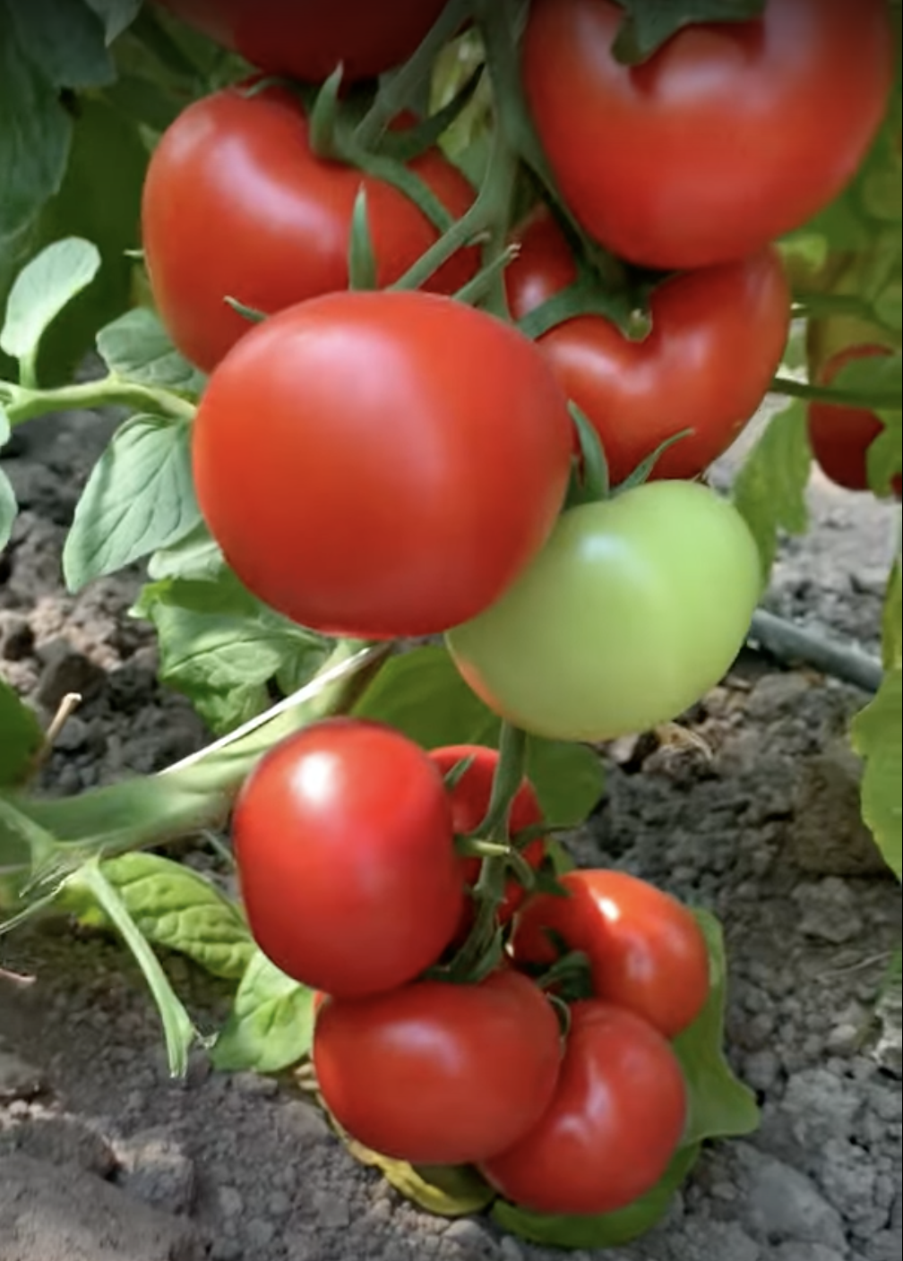 Семена томатов Канова F1 фото 2