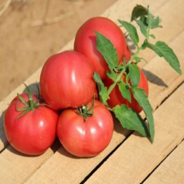 Семена томатов Хапинет F1 фото 2