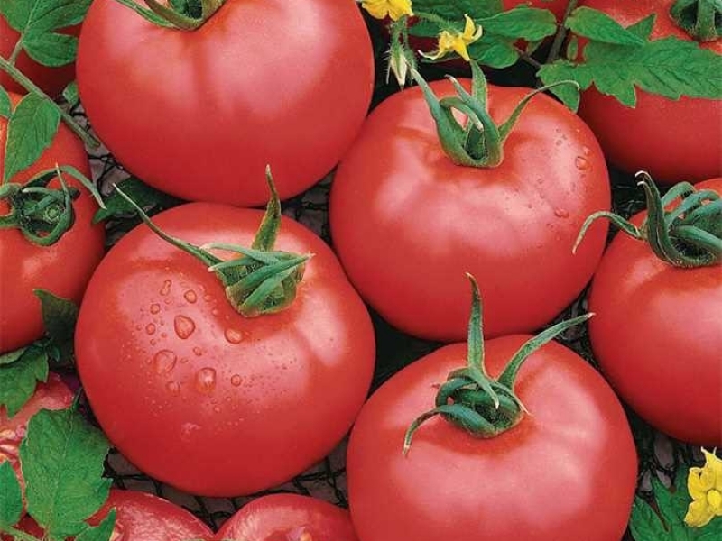 Семена томатов Пинкджейн F1 фото 2