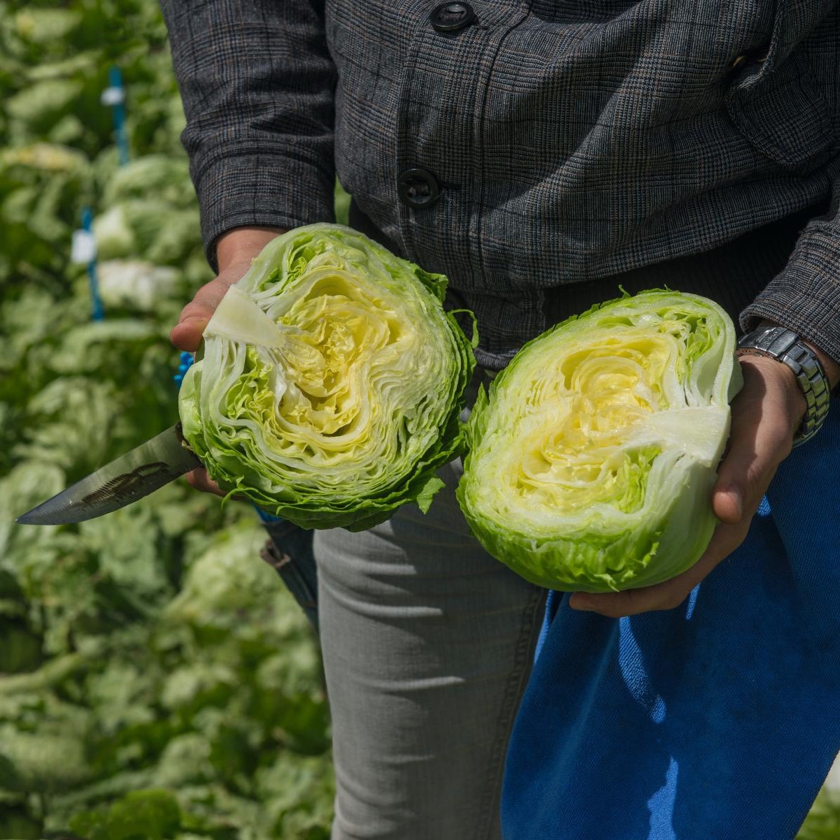 Салат Салат айсберг Таймс фото 2