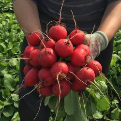 Редис Вена F1 фото 2