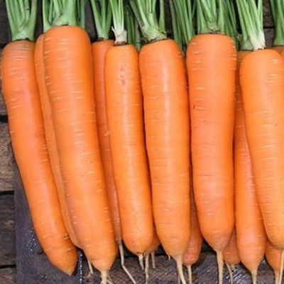 Морковь Элеганс F1 фото 2