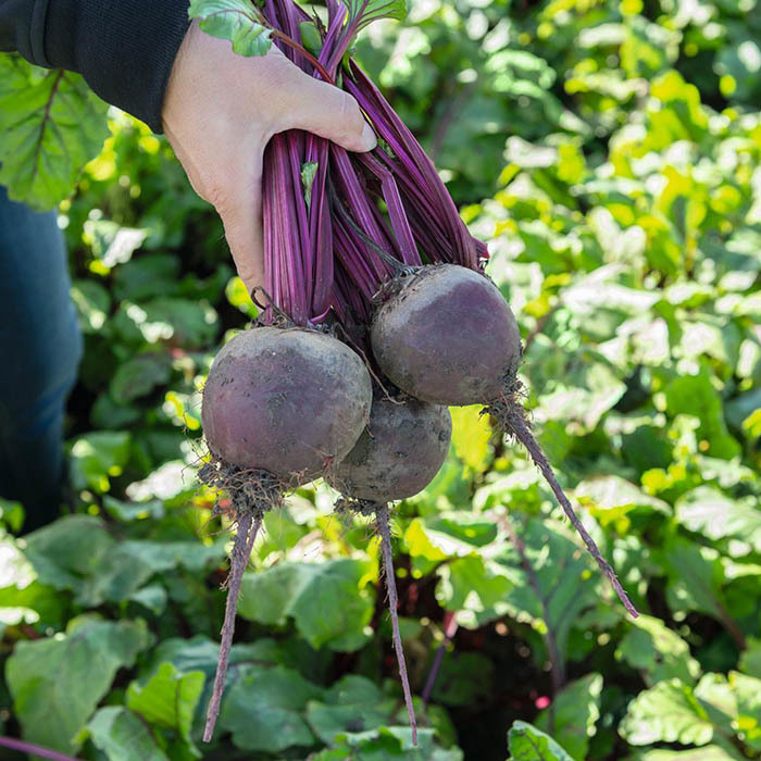 Свекла Бохан F1 фото 2