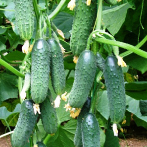 Огурец Страж F1 фото 2