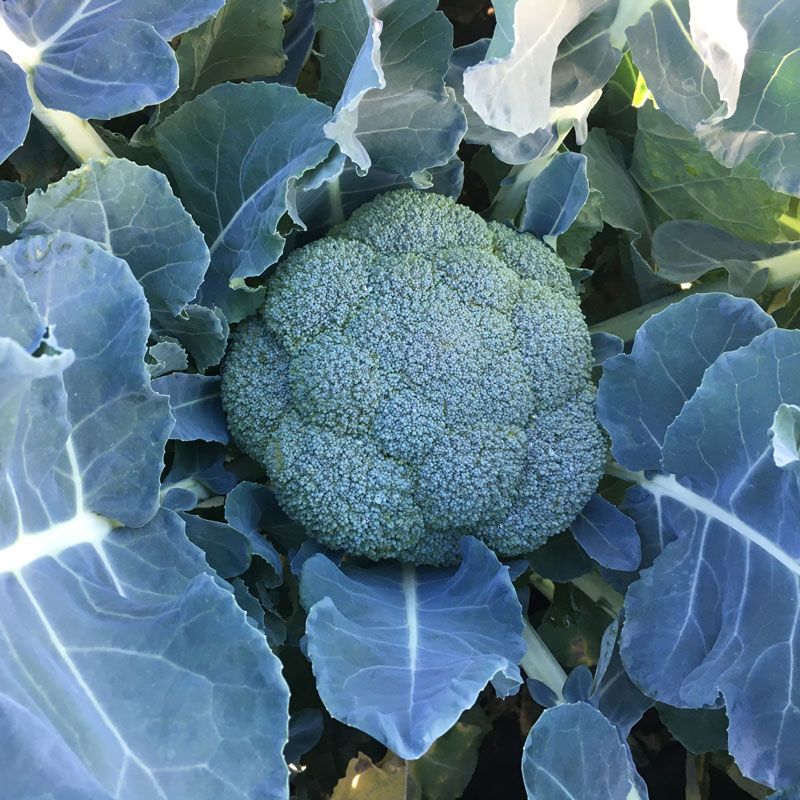 Семена брокколи Вавилон F1 фото 2