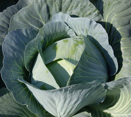 Капуста белокочанная Агрессор F1 фото