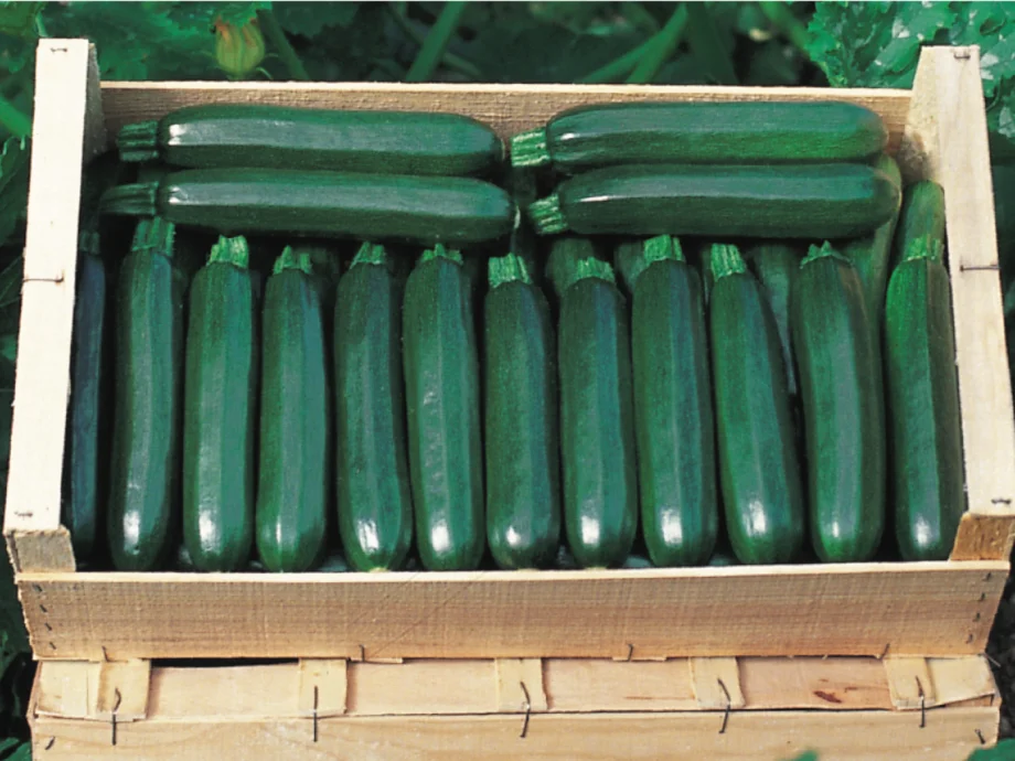 Кабачок Кора F1 фото 1 