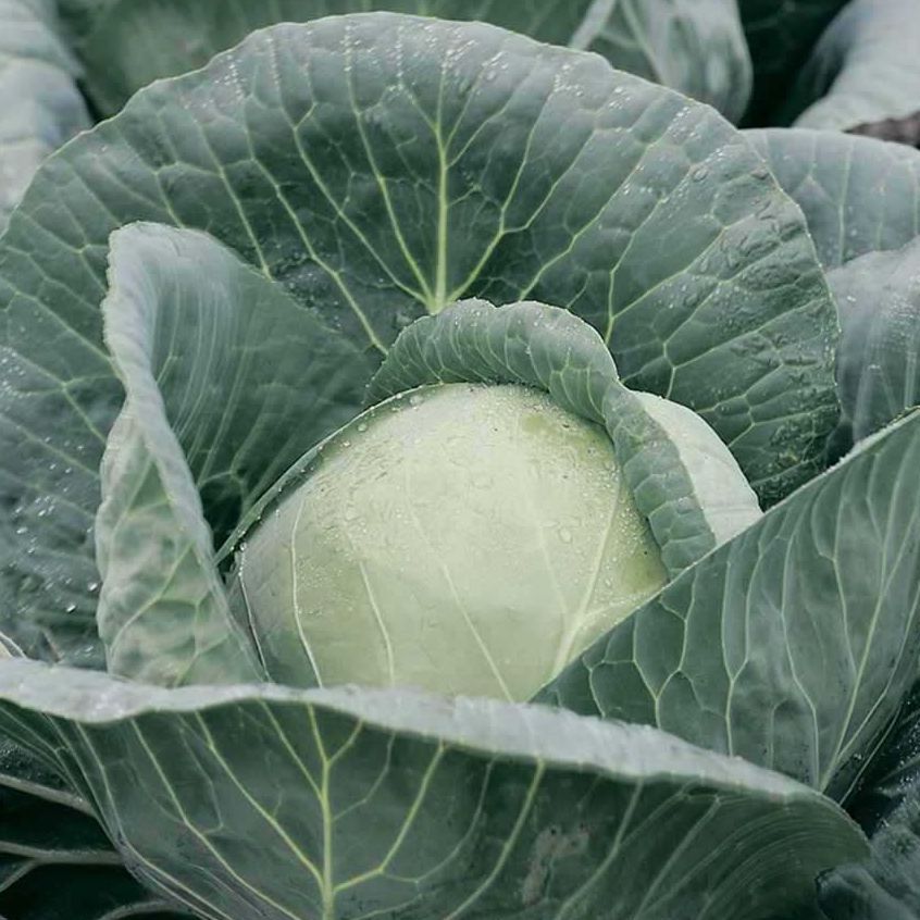 Капуста белокочанная Адема F1 фото