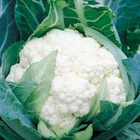 Капуста цветная  Спейс Стар F1 фото 2