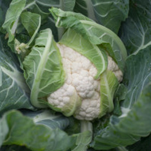 Капуста цветная Гохан F1 фото 2