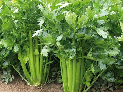 Семена сельдерея Дарклет F1 изображение 2