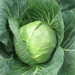 Капуста белокочанная Хипо F1 фото