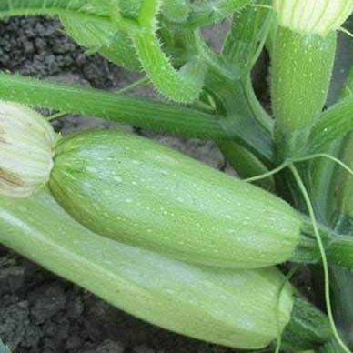 Кабачок Серена F1 фото 1 