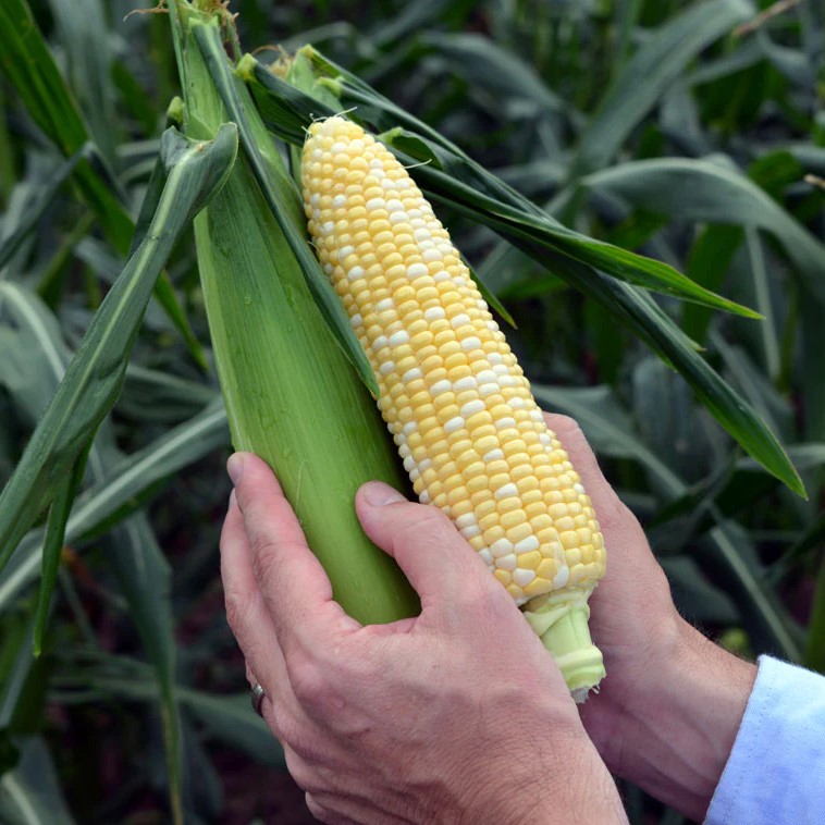 Кукуруза Кейт F1 фото 2