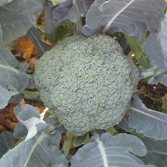 Семена брокколи Румба F1 фото 2