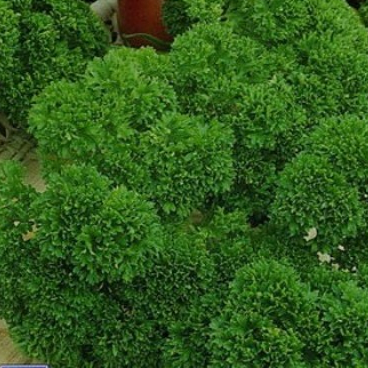 Семена петрушки Мооскраузе фото 2