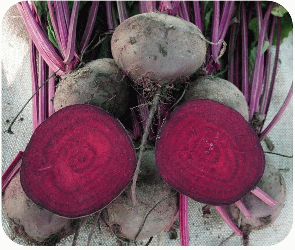 Свекла Игл F1 фото 2