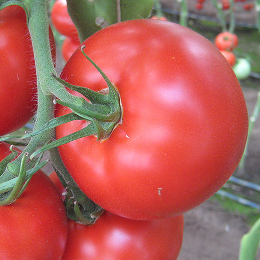 Семена томатов Мелодия F1  фото 2