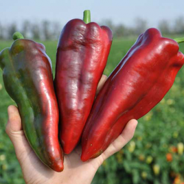 Перец Редкан F1 фото 2