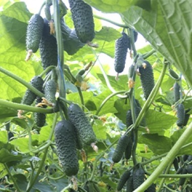 Огурец Мадейра F1 фото 2