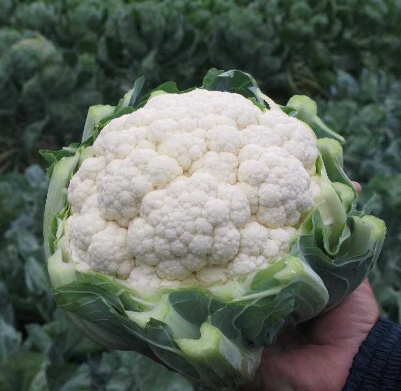 Капуста цветная Фарго F1 фото 2