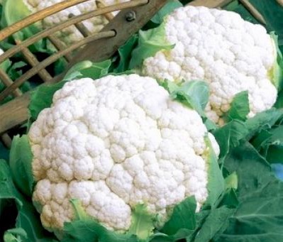 Капуста цветная Фридом F1 фото 2