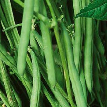 Спаржевая фасоль Моментум F1 фото 2