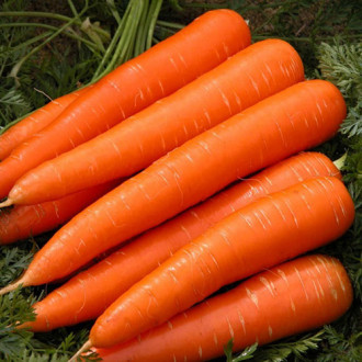 Морковь Рамосса F1 фото 2