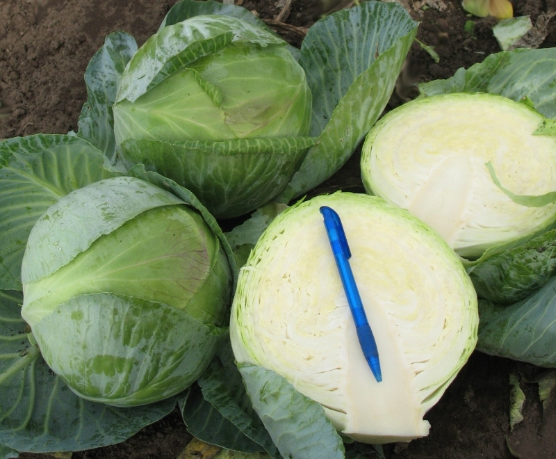 Капуста белокочанная Коронет F1 фото