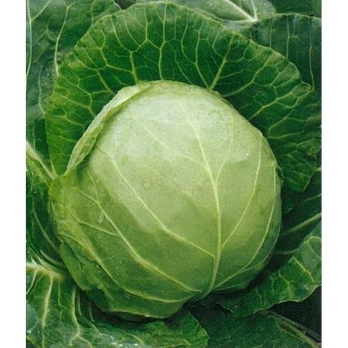 Капуста белокочанная Пандион F1 фото