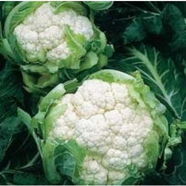Капуста цветная Америго F1 фото 2