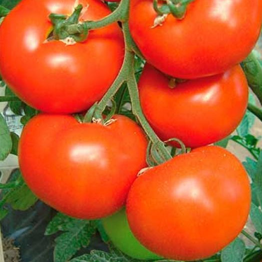 Семена томатов Сильвиана F1 фото 2