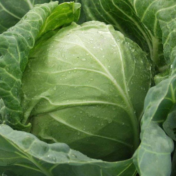 Капуста белокочанная Циклоп F1 фото