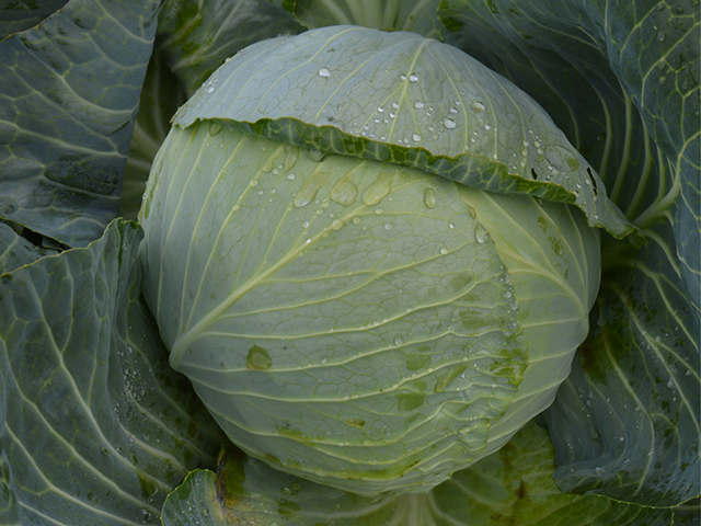 Капуста белокочанная Структа F1 фото