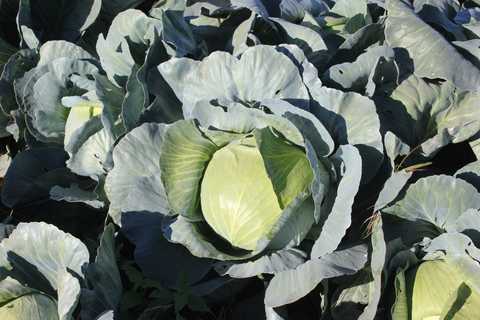 Капуста белокочанная Грин Сапфир F1 фото