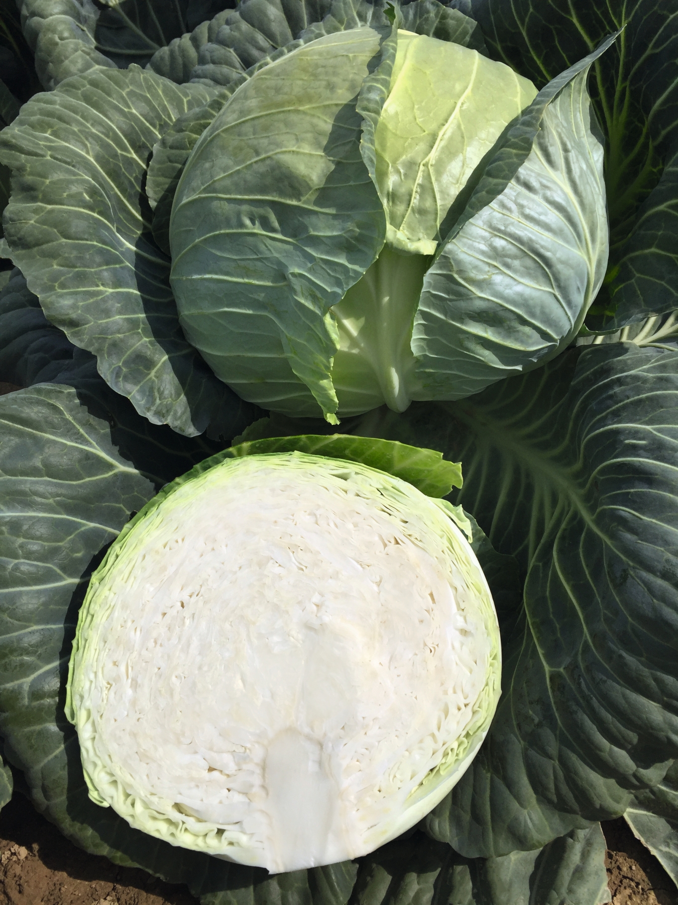 Как выглядит капуста белокочанная Репорт F1