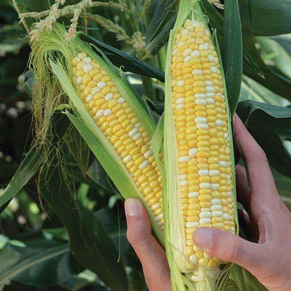 Кукуруза биколор Камберленд F1 фото 2