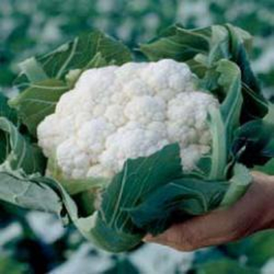 Капуста цветная Шамборд F1 фото 2