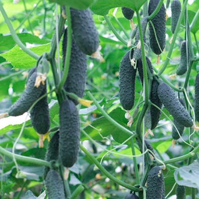 Огурец Гуннар F1 фото 2