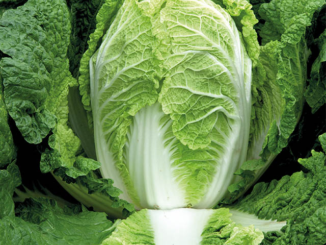 Капуста пекинская Эндуро F1 фото 2