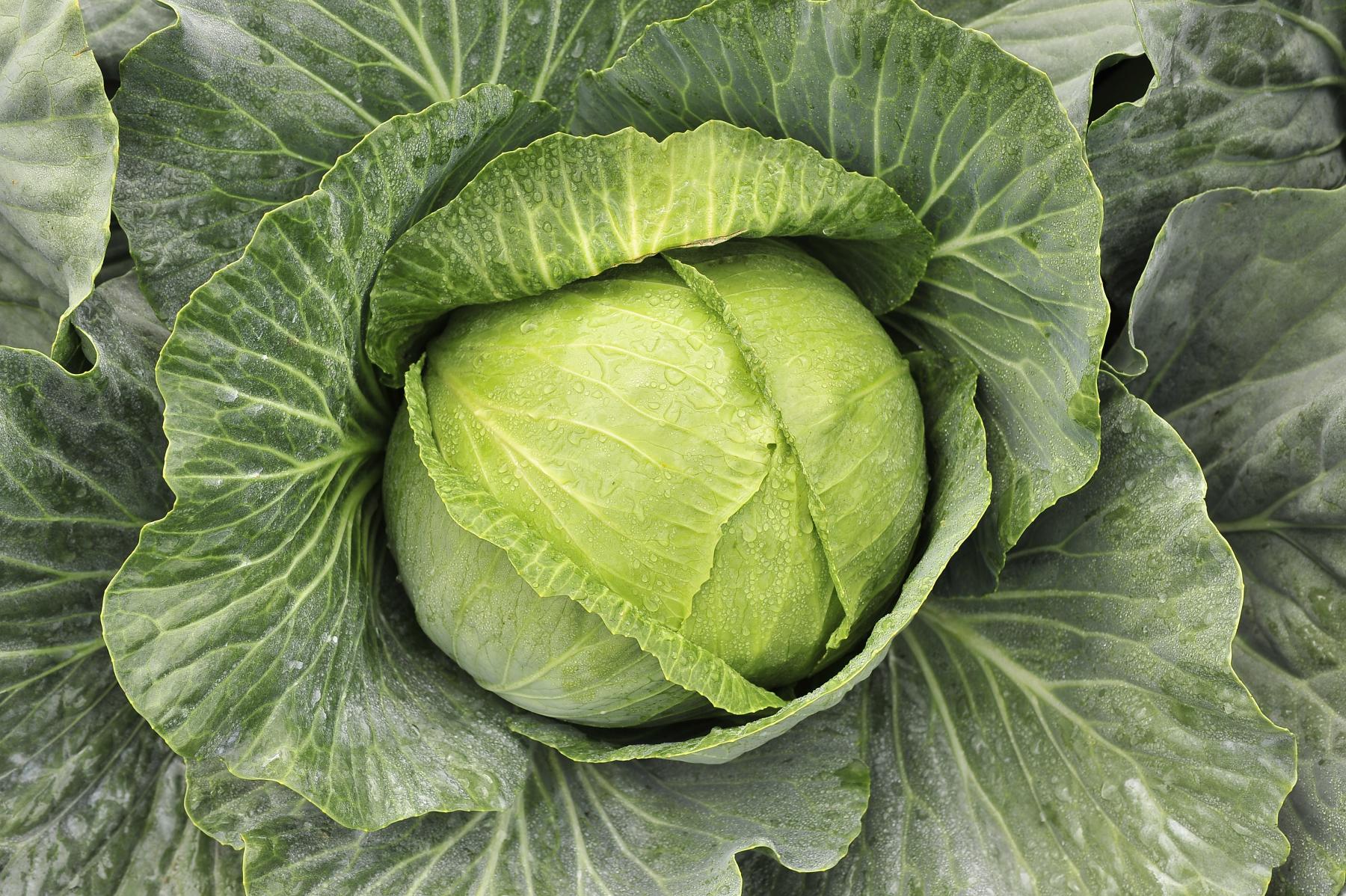 Капуста белокочанная Бруно F1 фото