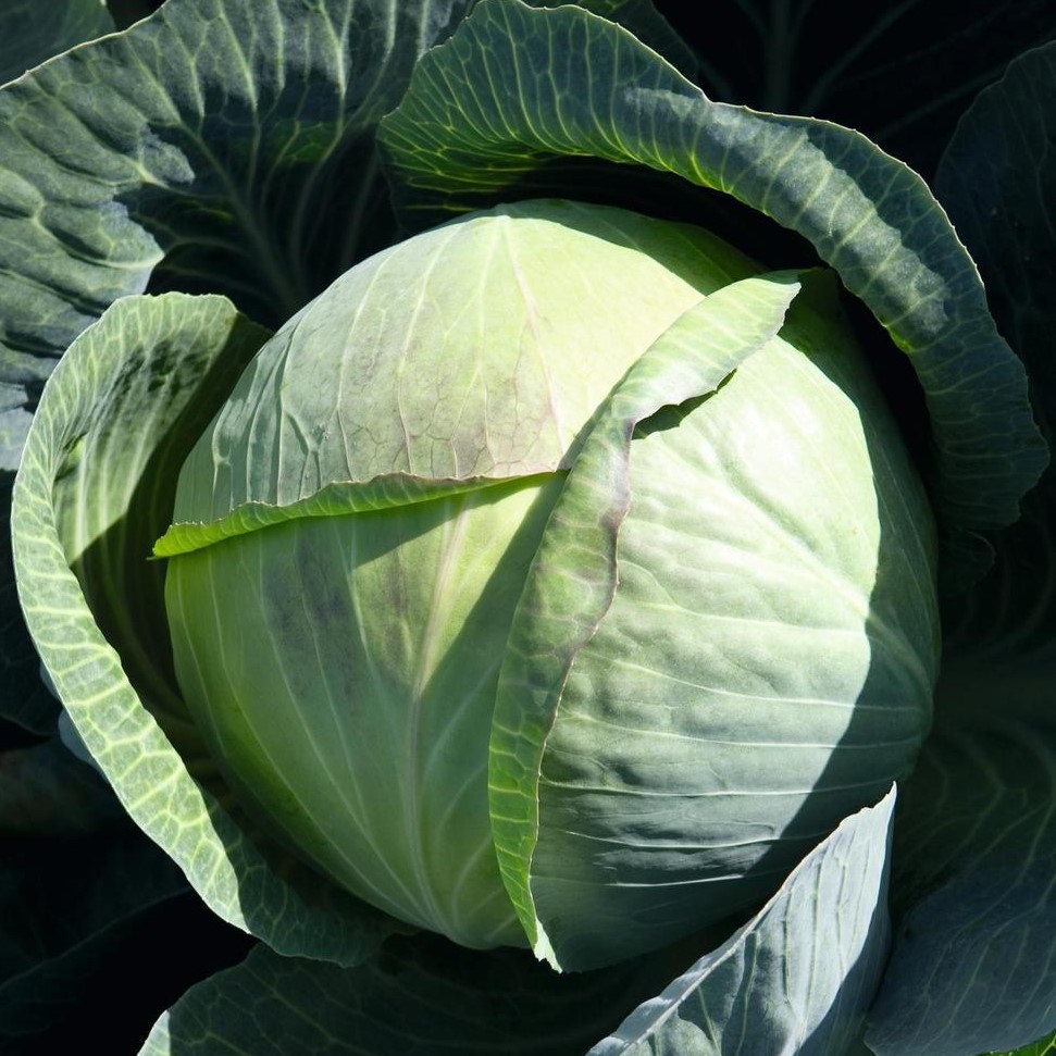 Капуста белокочанная Циклон F1 фото